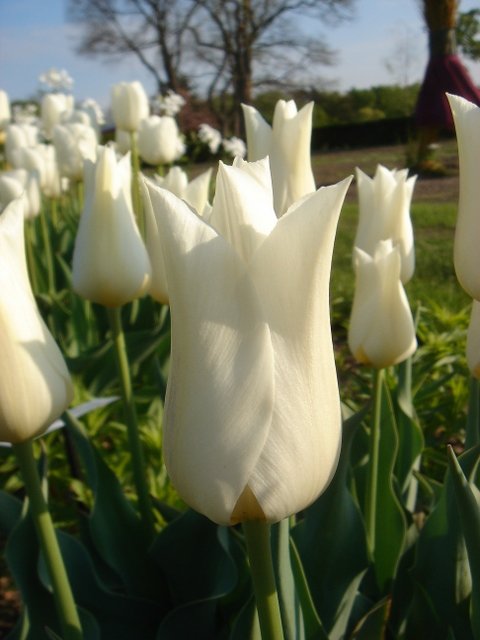 Tulipa fleur de Lys 'White Triumphator'